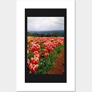 Tulips growing in the paddock Posters and Art